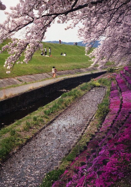 芥川桜036.jpg 芥川桜036