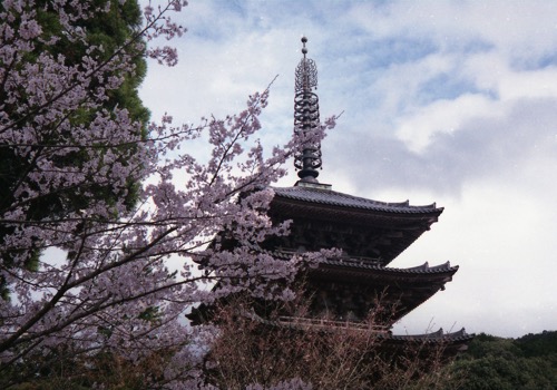 醍醐寺桜021.jpg 醍醐寺桜021